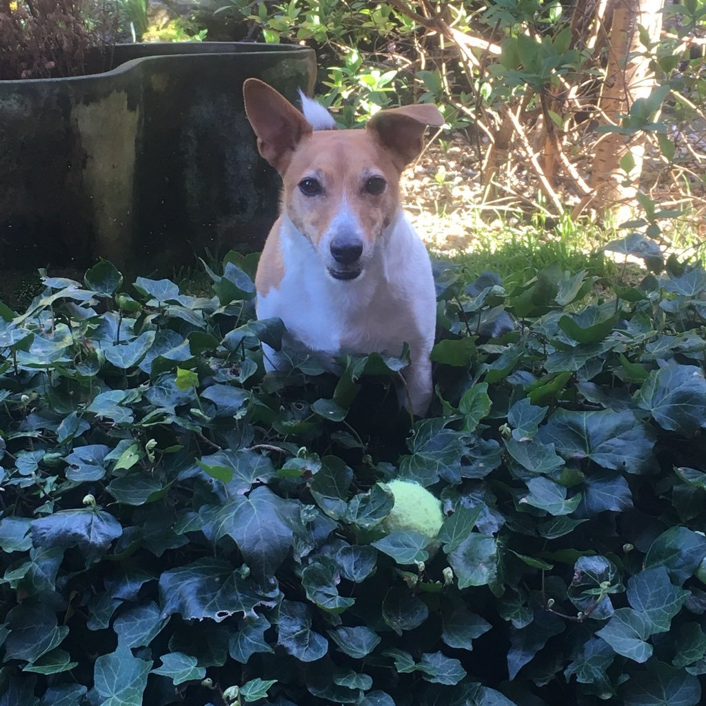 Owner of Tico the Jack Russel and Gerald our big ginger rescue cat Music loving, animal adoring, book worm. I hate animal abuse and cruelty.