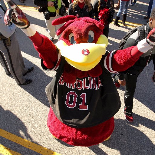 The Official Twitter account for Cocky, mascot for the University of South Carolina Gamecocks! Follow me on Instagram @2001cocky!
