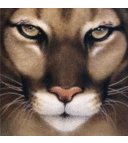 Chris Worthy - @CougarGB - Twitter