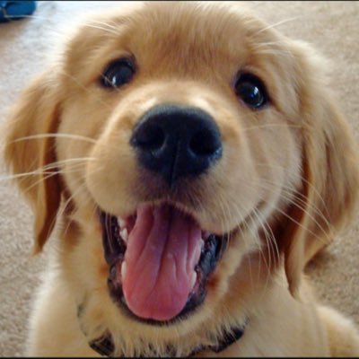 Daily dose of golden retrievers!🐶 *We do not own any content*
