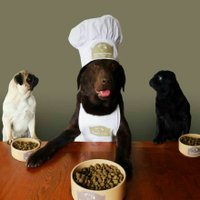 Amazing Pet Business (@petbusinessidea) 's Twitter Profile