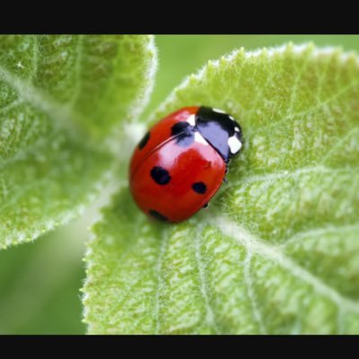 PizzutiTony's profile picture. 