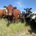 Brent McBean (@mcbeanfarms) Twitter profile photo Brent McBean (@mcbeanfarms) Twitter profile photo