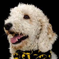 Watson the Labradoodle(@watsonthefluffy) 's Twitter Profile Photo