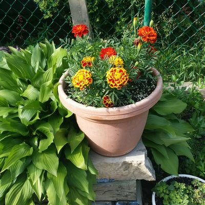 lola_G45's profile picture. Opinions my own.