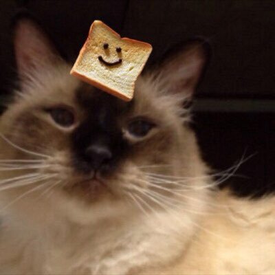 chorosuke4's profile picture. https://t.co/qDhF7YyPnh Mayoware records, Tanukineiri records/CD EP*First Encounter* on Melotron Reaordings. Hyogo.