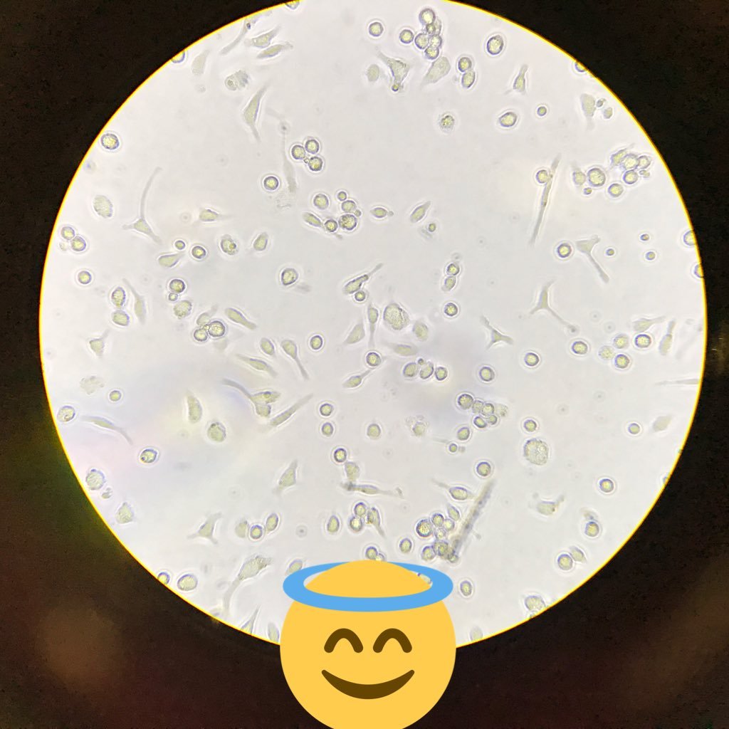 Medical-molecular-biologist .. hope to be one of who gives people a precious thing that helps them to be alive & to be a cause for people happiness !