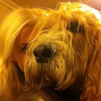 Animal Law & Welfare (@animallawcustom) Twitter profile photo