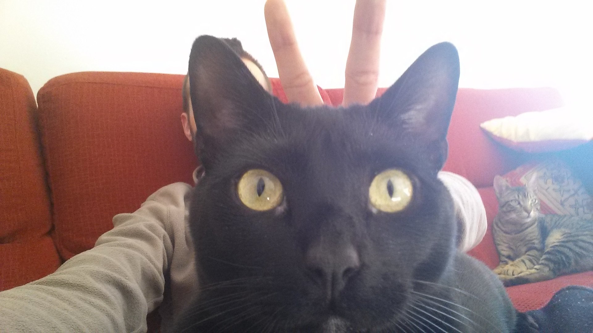 Crispennaldo's profile picture. La afición se si siente ORGULLOSA