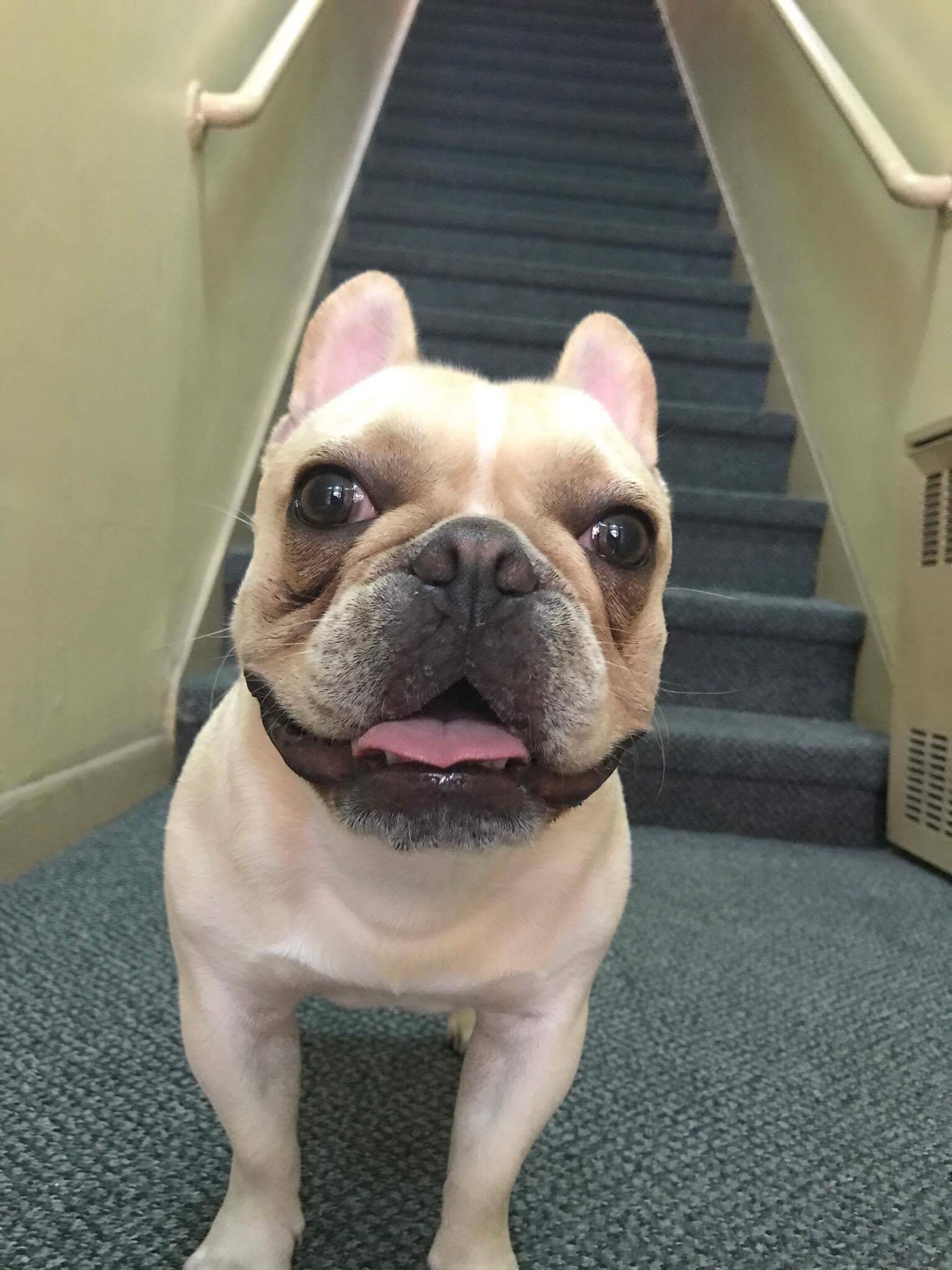 Hi, my name is City Chuck and I live in and apartment in NYC with my mom and dad. Watch for my daily adventures!