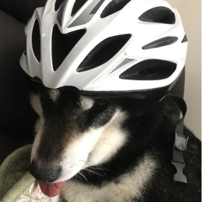 にぼ柴犬 Profile