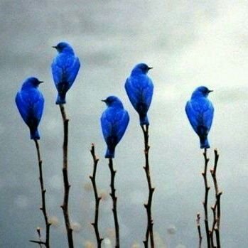 mewmomo05's profile picture. Love reading, crafting, baseball, horses & cats. Especially Arabian horses & feral cats ♡