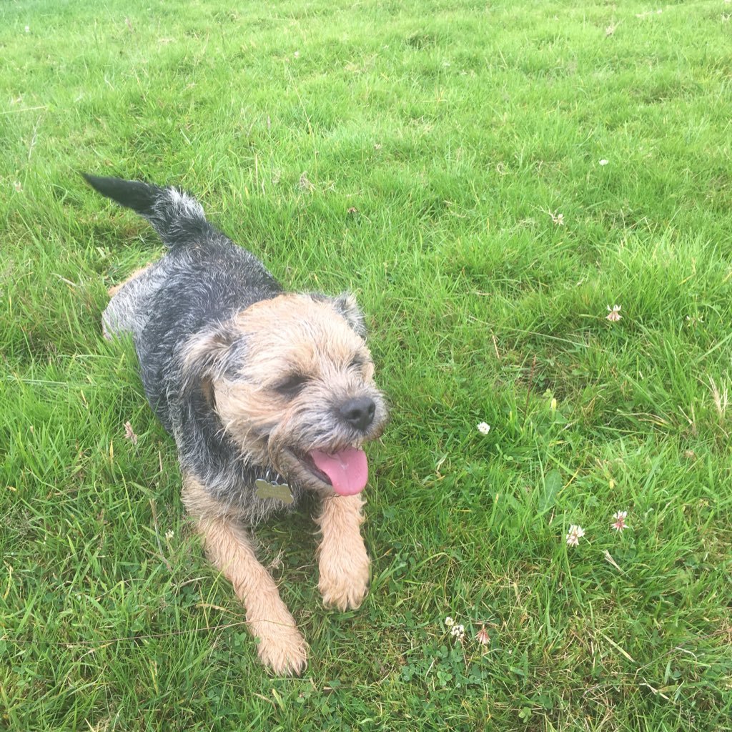 Fun loving Border Terrier. Cheeky & stubborn ❤️ Proud member #BTposse. My mum is @jennystanley5