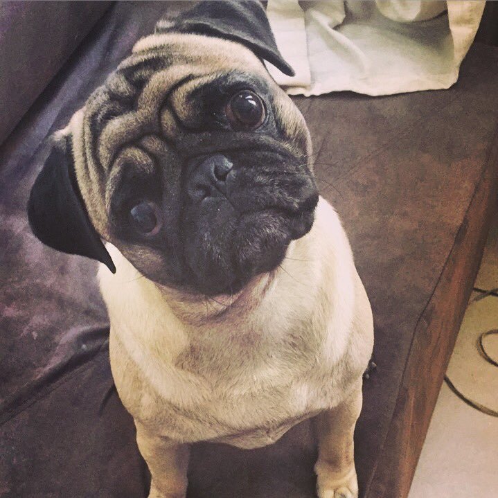 chicosilvapug's profile picture. Quero petiscos!