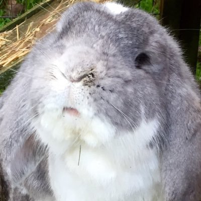 Singer, animal lover, vegan, aspiring author, huge interest in neurodiversity and the benefits this brain wiring brings to our world.