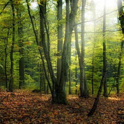 Alles rund um den schönsten Fleck der Welt - das österreichische Waldviertel