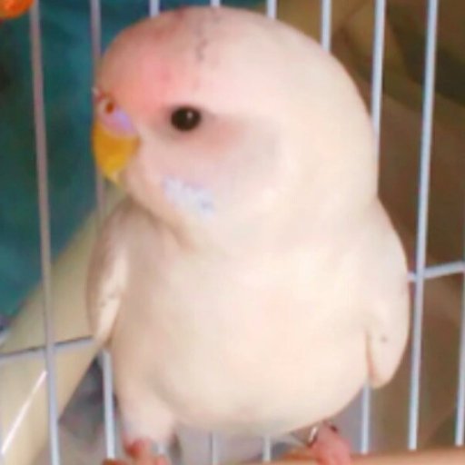 ravengone's profile picture. 