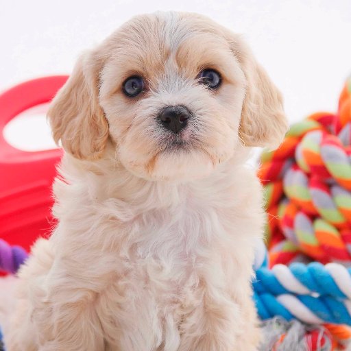 Dog Breeders.  Chevromist Kennels is an agent for many different dog breeders Cavoodles,Spoodles,Groodles,Labradoodles, Beagles, Spitz, and other puppies 4 sale