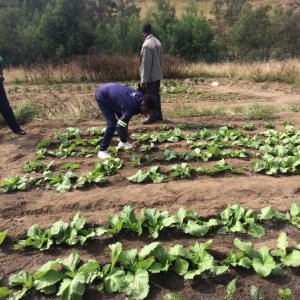 SwazisAngels's profile picture. Cultivating goodness, empowering lives in Eswatini