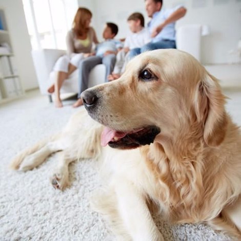 大森の不動産会社に所属してますが、自分もチワワ飼ってまして個人的にアカウント作りました！！ ペット可能物件を豊富に取り揃えておりますので、お気軽にＤＭ下さい。 オススメ物件をご紹介していきます。 ご希望であればDMで物件写メ送ります！ 水商売、風俗、外国籍の方も相談可能！