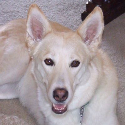 Picture is my service dog, she earned the respect! (Dec 6 2006 to Jul 12 2022)