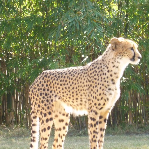 nicolajones525's profile picture. Frustrated cat woman. Loves Marmite. Flexitarian.