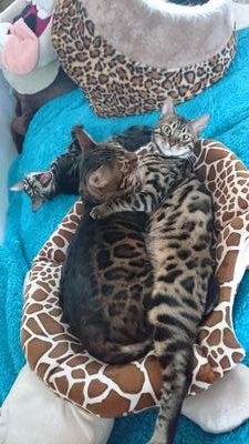 Family of Bengal Cats, Spartacus (from Andina Bengal & stud for Pure Glam Bengals), his daughter Benji & his son Logan (both Pure Glam Bengals). We follow back