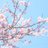かめのアイコン