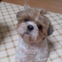 かちゅ (@kani6691) 's Twitter Profile Photo