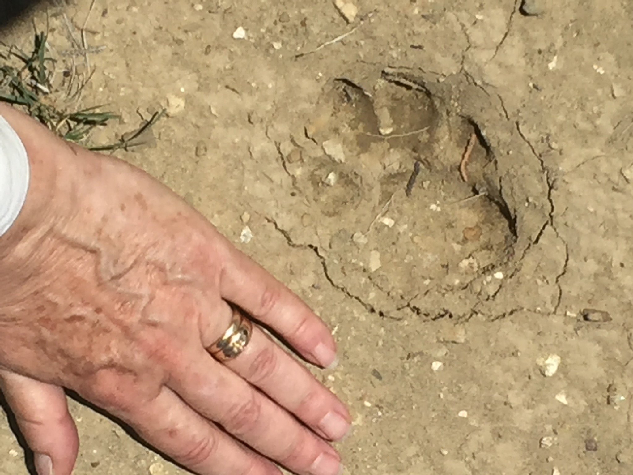 AriaSierra2's profile picture. A partisan for facts...Also democracy, range cattle, hens & gardens 🐂🦬🥕🌽🌶🥦🍇🥬🍅