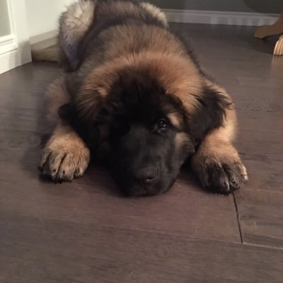 Big Lazy Lovable. #Leonburger Swimming is fun. Doing stuff is hard. Food please.
https://t.co/PrxaOCZcRP