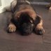 Maxtheleonberger (@LeonbergerMax) Twitter profile photo