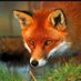 Dominic 18+ (@friendlyfox_18) Twitter profile photo Dominic 18+ (@friendlyfox_18) Twitter profile photo