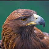 BigFirst's profile picture. 