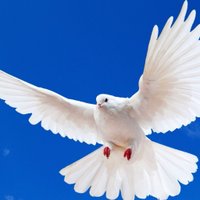 ann champion (@annchampion31) 's Twitter Profile