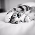 Missing Pets MX (@missingpetsmx) Twitter profile photo Missing Pets MX (@missingpetsmx) Twitter profile photo