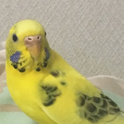 homita12345678's profile picture. いい歳の大人のテレビ鑑賞、観劇日記／演劇なんでも／歌舞伎／２．５次元／タイドラマ・アジアドラマ