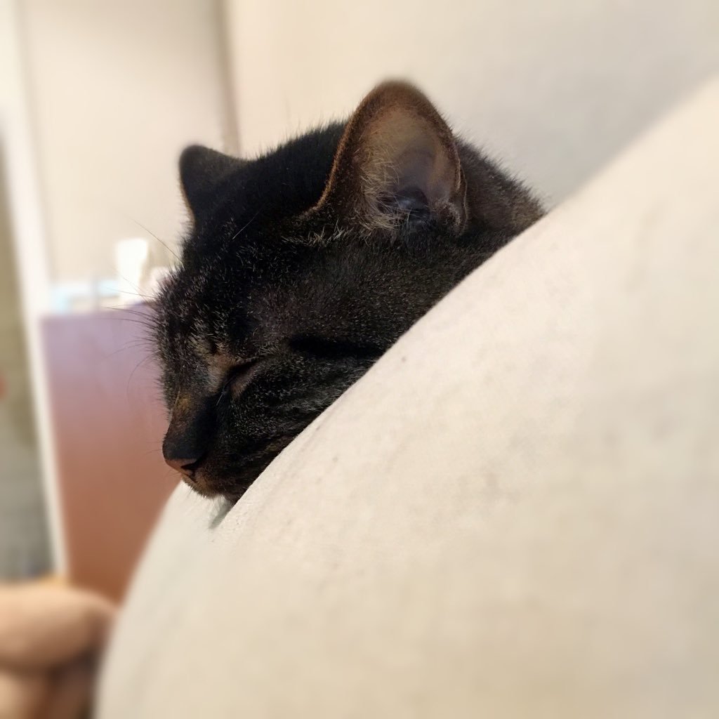 xiaoxionghuilai's profile picture. 