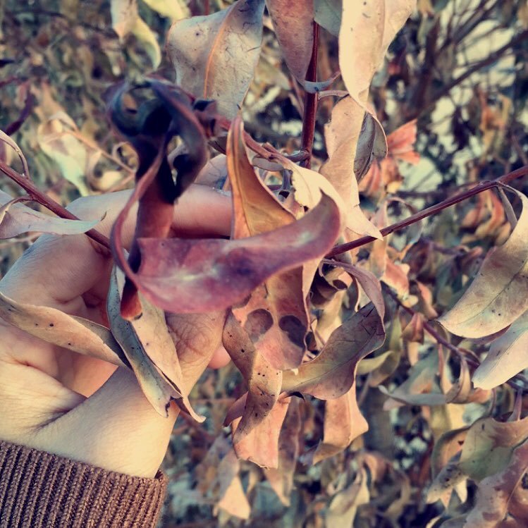الحمدالله 🌸.... سبحان الله... الله اكبر 🌸