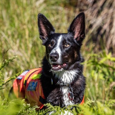 MRSDE  Search Dog with Swaledale Mountain Rescue Team.