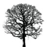 WinterOakPress's profile picture. Not-for-profit organisation spreading ideas and information about social, environmental and philosophical issues.