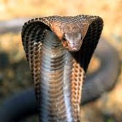 Cobra_Strikes's profile picture. Be the right kind of influence.