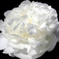 د. سِهام الأكلبي | .🇸🇦 (@soomah2477) 's Twitter Profile