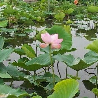 mitsumesan's profile picture. Open Source,Linux,OpenSolaris, Assembling computer from Several components をいじってマス。Jazz and Vocal と NIKKA(Japanese Whisky) が大好な、ベビーブーマー世代の newbie な old man です。