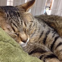 ひろぶー42 (@hirobu4219) 's Twitter Profile