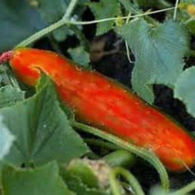 concombre_rouge's profile picture. 🤔