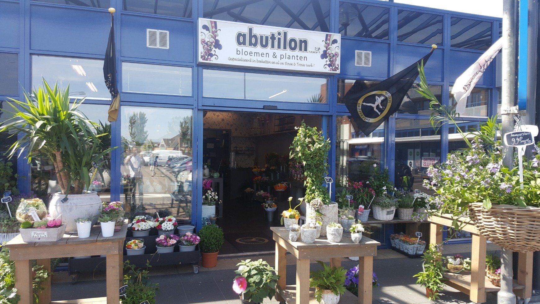 Abutilon bloemen en planten Avenhorn.
De bloemen winkel voor al u bloemwerk!!
