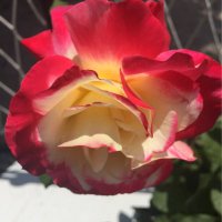 zeynep 1003 (@zeynepk42533343) 's Twitter Profile Photo zeynep 1003 (@zeynepk42533343) 's Twitter Profile Photo