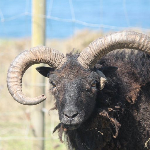 Breeding hardy short tailed, self shedding sheep on a windy Atlantic island. Passionate about anything woolly including spinning and knitting.