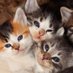 Cats, Cats, Cats! (@catsxinfinity) Twitter profile photo Cats, Cats, Cats! (@catsxinfinity) Twitter profile photo